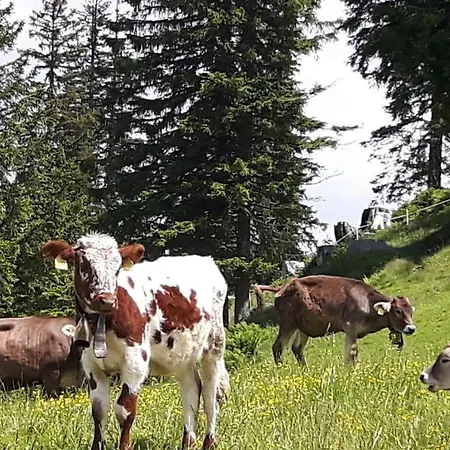 Ofterschwanger Hornblick Apartamento Ofterschwang